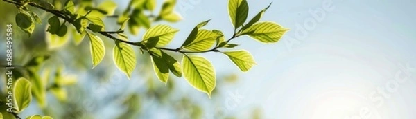 Fototapeta Close-up of fresh green leaves on a branch against a clear blue sky, highlighting the beauty of nature in springtime with a serene ambiance.