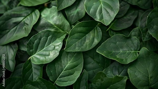 Fototapeta Macro photo of green textured leaves background
