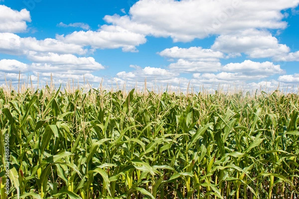 Fototapeta landscape of corn field with blue sky