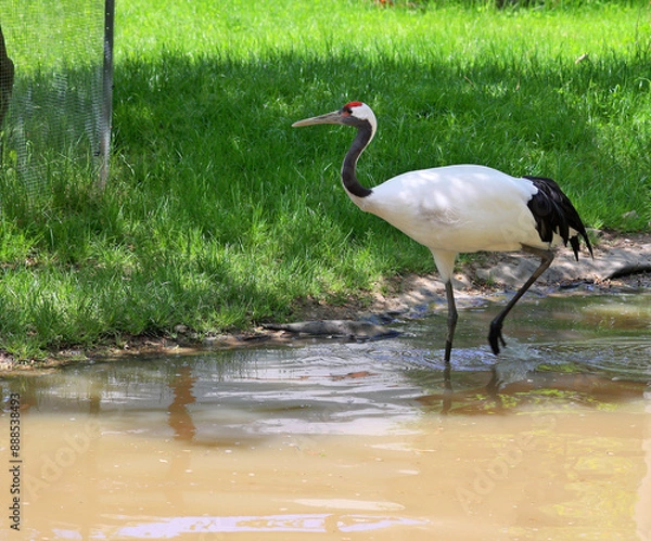 Fototapeta The red-crowned crane (Grus japonensis), also called the Manchurian crane or Japanese crane, is a large East Asian crane among the rarest cranes in the world.