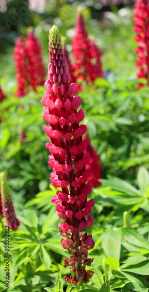 Fototapeta Lupinus, commonly known as lupin, lupine or regionally bluebonnet, is a genus of plants in the legume family Fabaceae. The genus includes over 199 species, with centers of diversity 