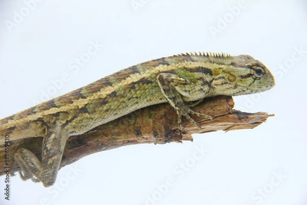 Fototapeta Garden Chameleon or calotes versicolor which is on a tree branch hunting for insects