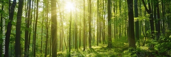 Obraz Lush Green Forest Canopy: A Symbolic Embrace of Nature Conservation, Habitat Awareness, and Afforestation Endeavors