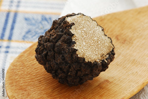 Obraz Scorzone trufla