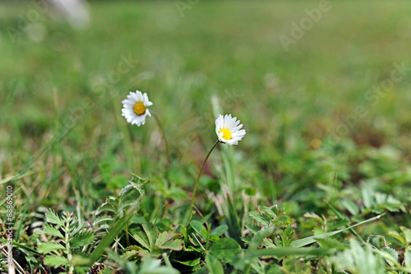 Obraz zwei gänseblümchen