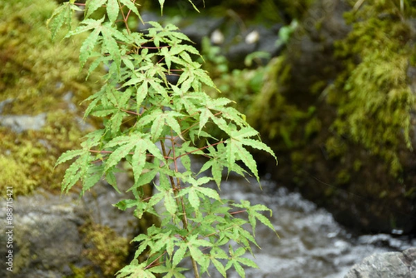 Fototapeta 涼しげな池と、清々しく爽やかな青もみじ