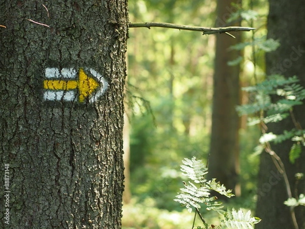 Fototapeta OLYMPUS DIGITAL CAMERA