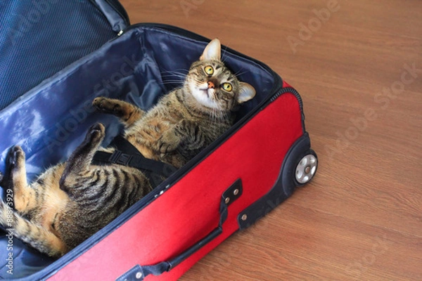 Fototapeta cat inside a suitecase ready for a trip