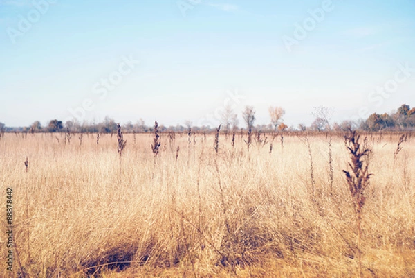 Obraz Vintage Autumn Meadow landscape