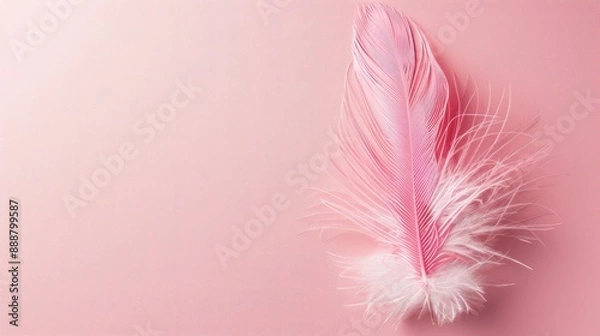 Fototapeta Pink feather on pink background with blank space