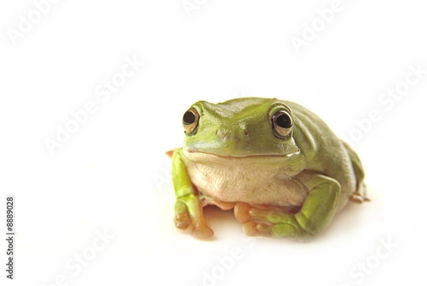 Obraz Frog