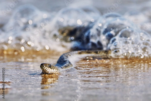 Obraz Water snake on the Bay