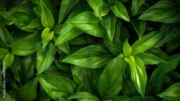 Obraz A dense cluster of vibrant green leaves, vivid colors, full of life and freshness