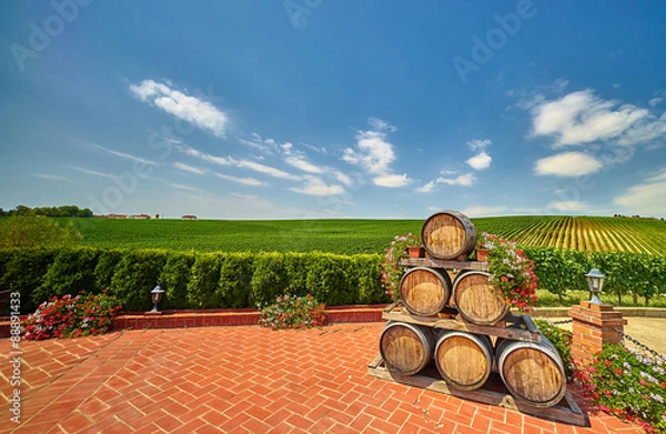 Fototapeta Viticulture