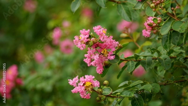 Fototapeta Close-up of Rosa multiflora flowers blooming in the garden