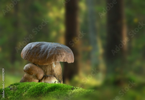 Obraz Boletus mushroom in forest