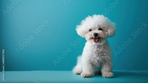 Fototapeta Bichon Frise: Small, fluffy, and friendly. Known for their cheerful and playful nature, Bichons bring joy and companionship wherever they go.
