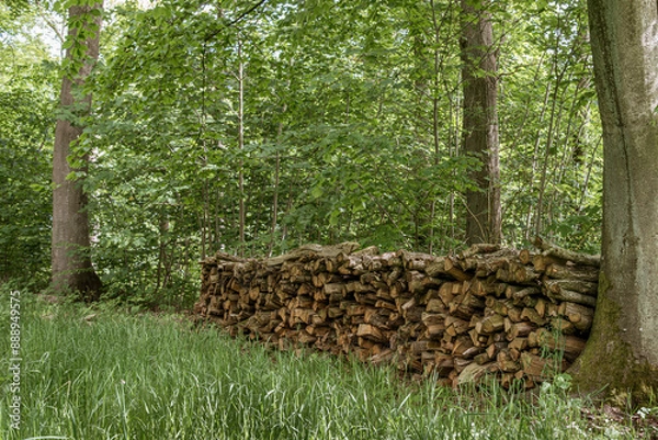 Fototapeta a woodpile of beech in the forest