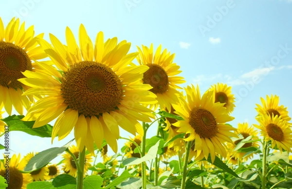 Obraz ひまわり畑