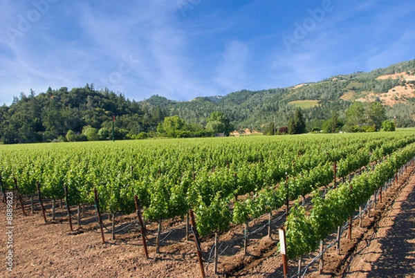 Fototapeta A vineyard in the wine growing region of Napa in California.