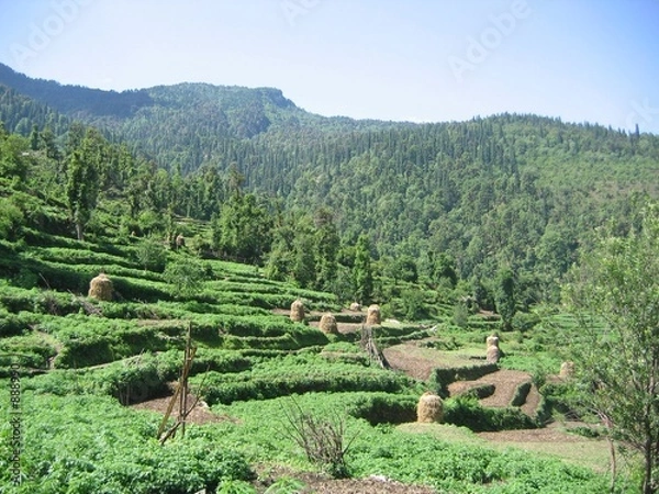 Fototapeta himalayan padi field