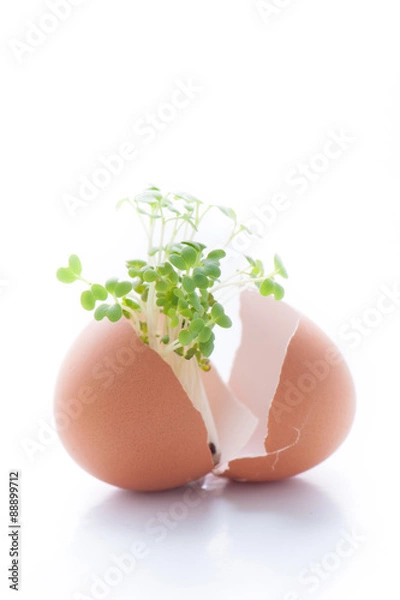 Fototapeta 卵の殻から植物の新芽が成長している様子