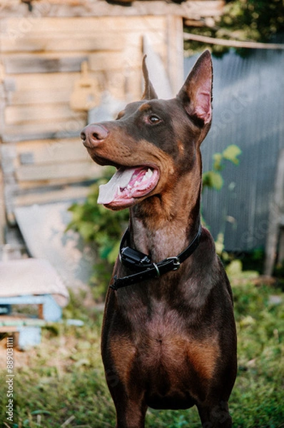 Obraz german shepherd dog