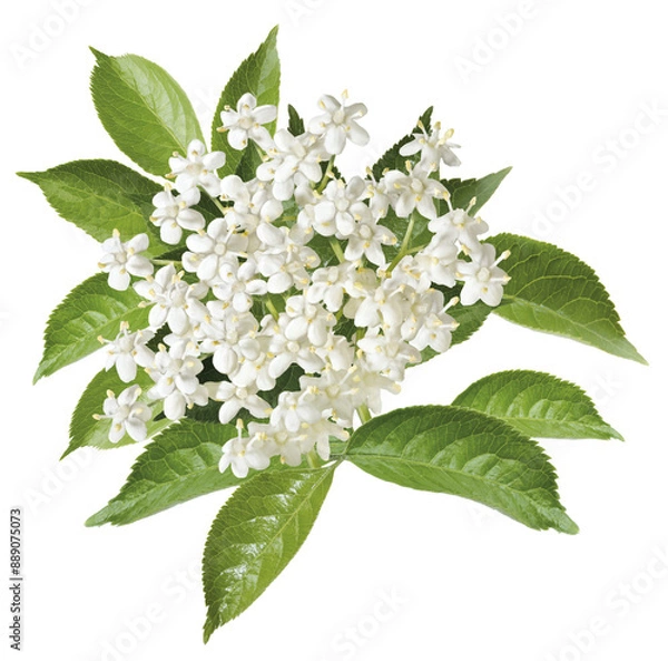 Obraz Holunderblüten Dolde und Blätter