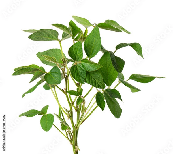 Obraz Green soybean bush isolated on white background. Soy bean plant.