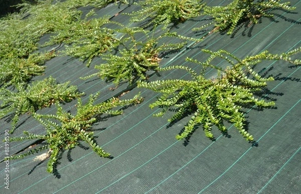 Fototapeta cotonéaster, bâche de paillage