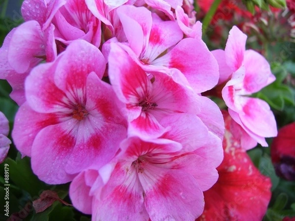 Fototapeta piękne kwiaty