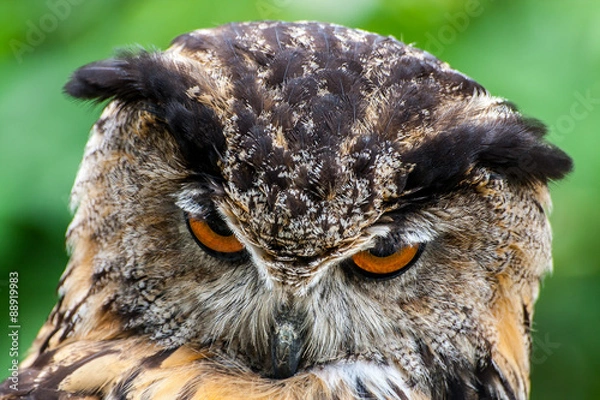 Obraz sowa, puchacz, bubo bubo