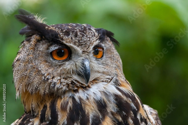 Obraz sowa, puchacz, bubo bubo