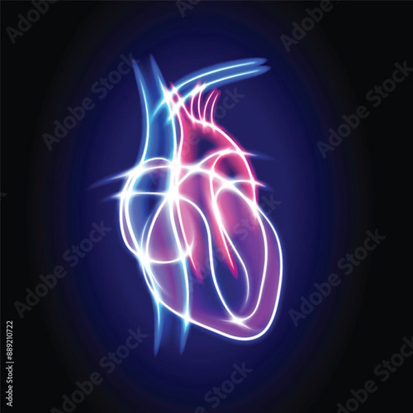 Fototapeta Illustration of a human heart using white curved lines glowing in various colors forming a transparent heart shape on a dark blue background.