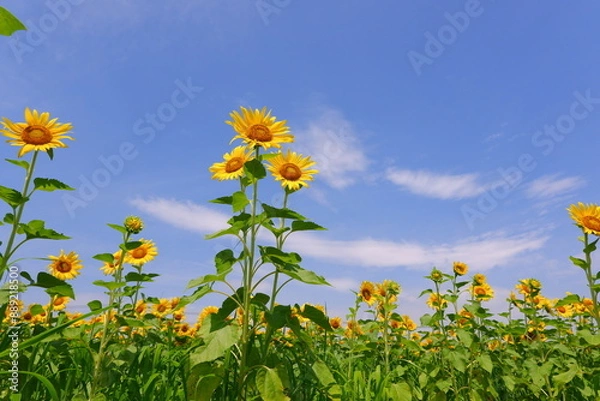 Fototapeta いかにも真夏らしい、さわやかな青空と、太陽に向かって咲き誇るヒマワリ