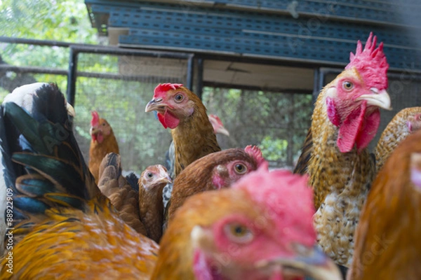 Fototapeta chicken in cage