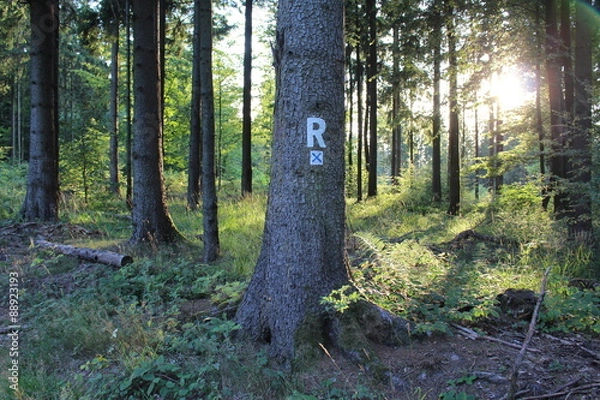 Fototapeta Rennsteig