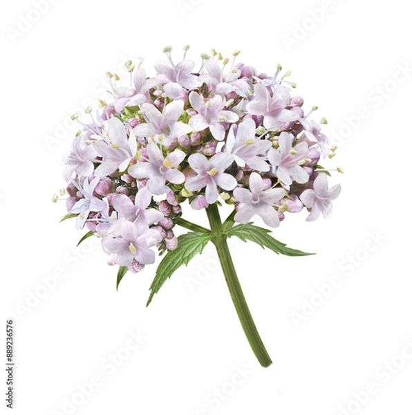 Obraz Baldrian Blüten Dolde