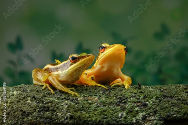 Obraz Guangdong frog ( Hylarana macrodactyla )