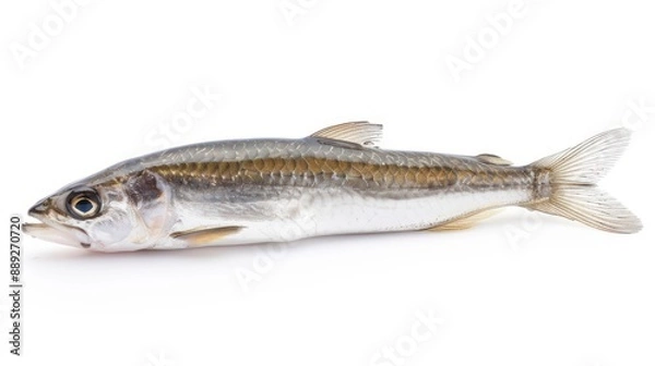 Obraz Grunion full body on white background