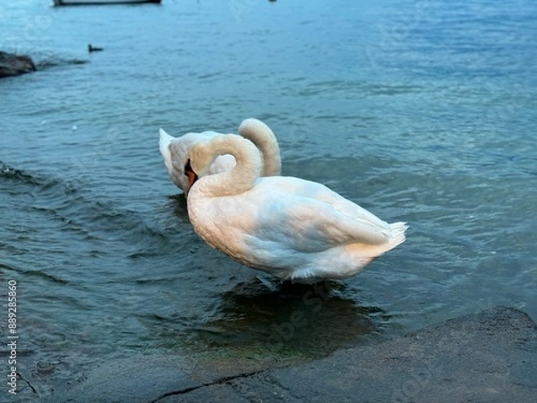 Obraz swans on the lake