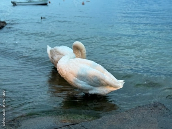 Obraz swans on the lake