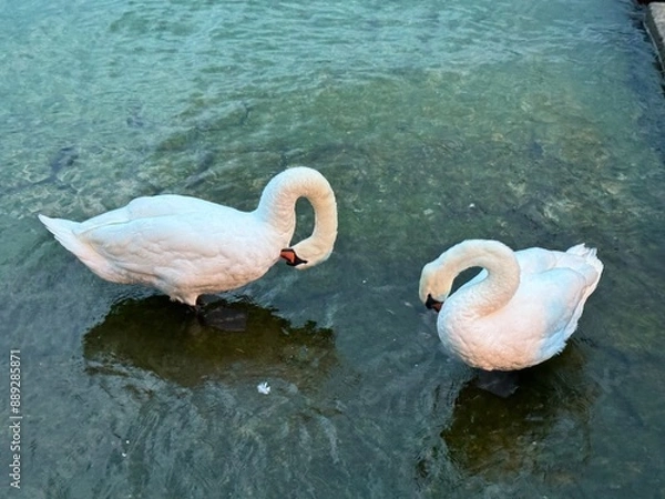 Obraz swans on the lake