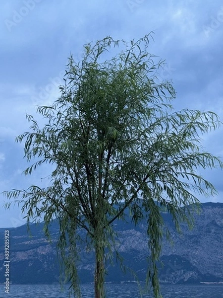 Obraz tree on the shore