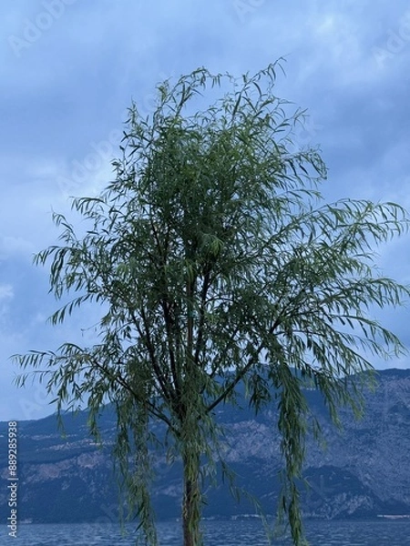 Obraz tree on the beach