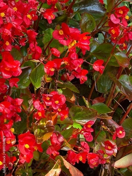 Obraz red flowers