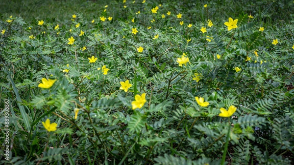 Obraz Green leaves and yellow flowers of Tribulus terrestris