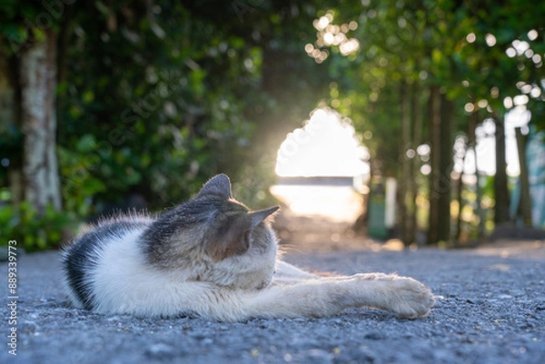 Obraz cat on the beach