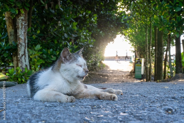 Obraz cat in the garden