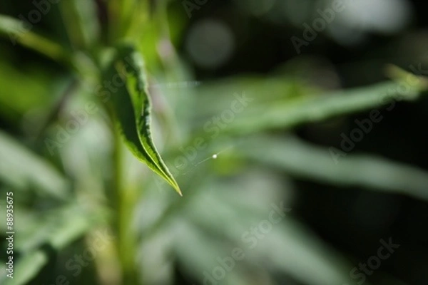 Obraz Leafs and Webs